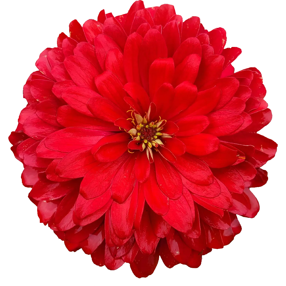 Marigold