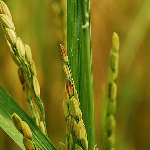 Akshat (Unbroken Rice with Haldi)