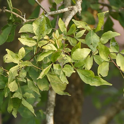 Bilva Patra (Bel Leaves)
