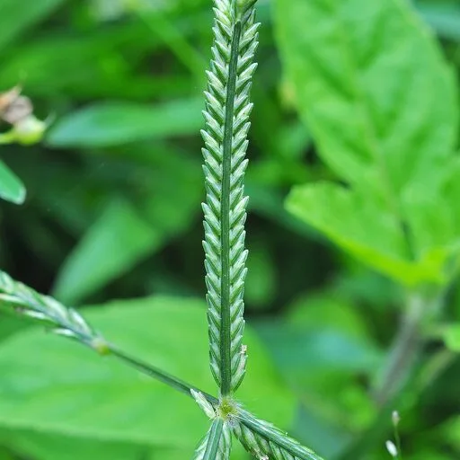 Dūrvā Grass Bundle