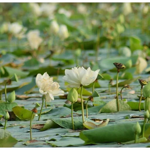 White Lotus (Preserved)