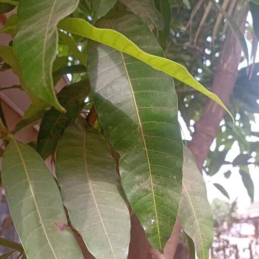 Mango-Leaf Toraṇa