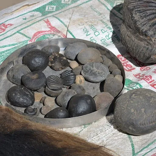 Shaligram Stone (Black)