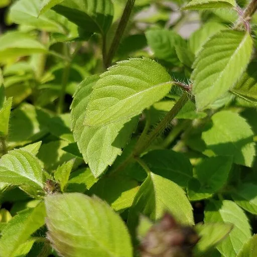 Tulsī Sprigs (Fresh)